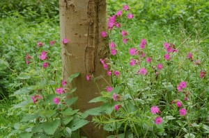 Red campion in Cox's Wood in May        